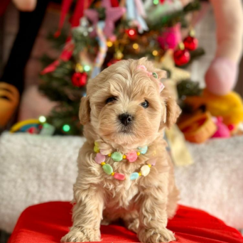 Maltipoo